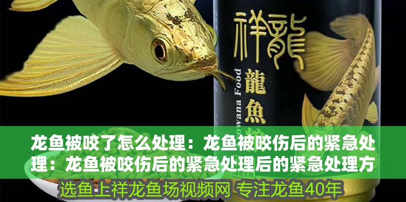 龍魚被咬了怎么處理：龍魚被咬傷后的緊急處理：龍魚被咬傷后的緊急處理后的緊急處理方法至關重要