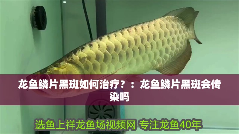 龍魚鱗片黑斑如何治療？：龍魚鱗片黑斑會傳染嗎