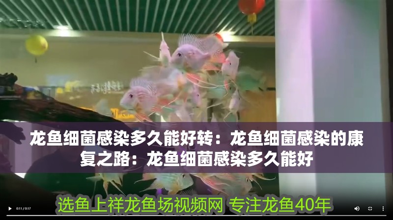 龍魚細菌感染多久能好轉(zhuǎn)：龍魚細菌感染的康復(fù)之路：龍魚細菌感染多久能好