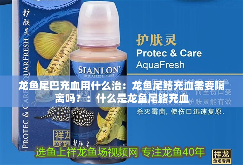 龍魚尾巴充血用什么治：龍魚尾鰭充血需要隔離嗎？：什么是龍魚尾鰭充血