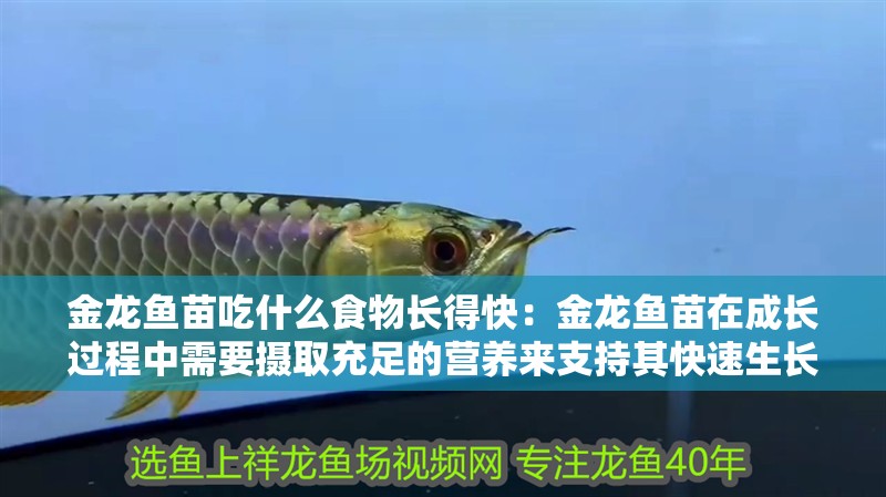 魚缸過濾器選購指南:自制魚缸過濾器魚缸上置過濾器對于養魚愛好者的必備知識 金龍魚苗吃什么食物長得快:金龍魚苗在成長過程中需要攝取充足的營養來支持其快速生長 龍魚百科 金龍魚苗吃什么食物長得快:金龍魚苗在成長過程中需要攝取充足的營養來支持其快速生長 金龍魚苗吃什么食物長得快:金龍魚苗在成長過程中需要攝取充足的營養來支持其快速生長 龍魚百科