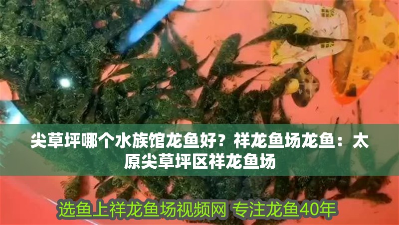 尖草坪哪個水族館龍魚好？祥龍魚場龍魚：太原尖草坪區祥龍魚場 尖草坪哪個水族館龍魚好？祥龍魚場龍魚：太原尖草坪區祥龍魚場 龍魚百科