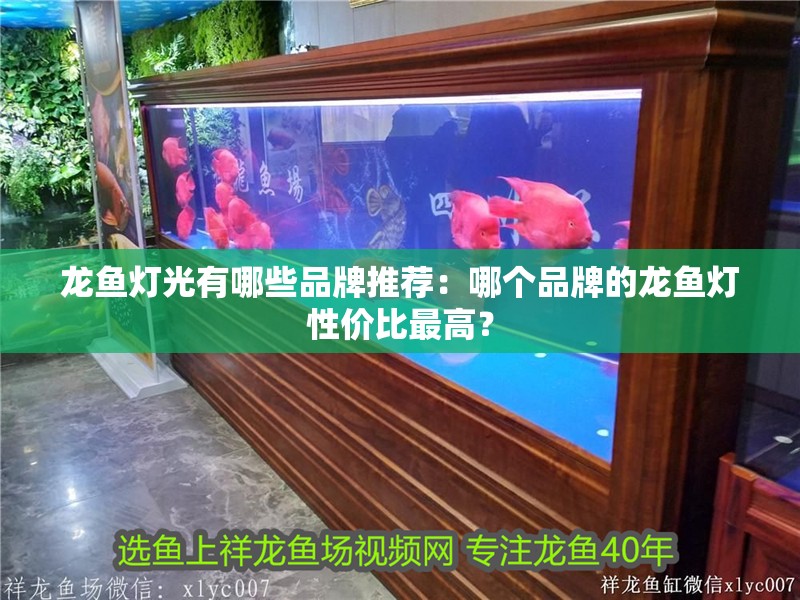 龍魚(yú)燈光有哪些品牌推薦：哪個(gè)品牌的龍魚(yú)燈性?xún)r(jià)比最高？