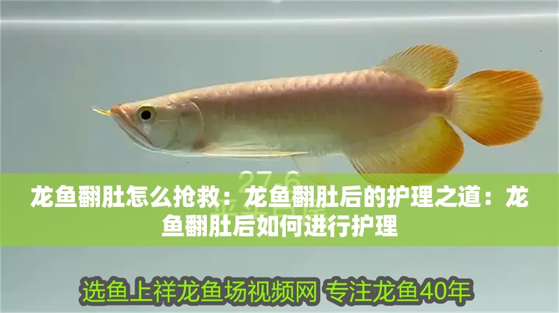 龍魚翻肚怎么搶救：龍魚翻肚后的護理之道：龍魚翻肚后如何進行護理