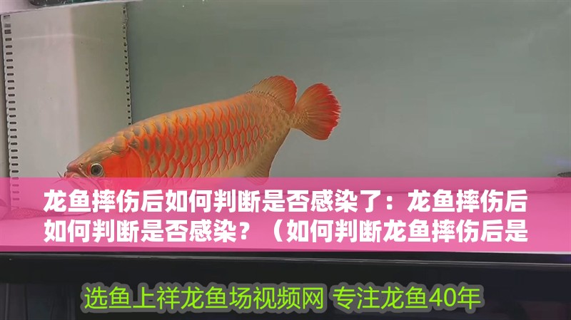 龍魚摔傷后如何判斷是否感染了：龍魚摔傷后如何判斷是否感染？（如何判斷龍魚摔傷后是否感染）
