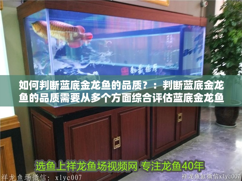 如何判斷藍底金龍魚的品質？：判斷藍底金龍魚的品質需要從多個方面綜合評估藍底金龍魚的品質
