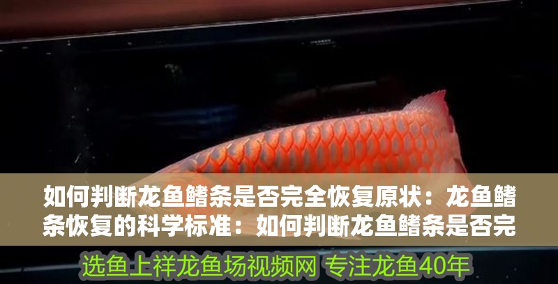 如何判斷龍魚鰭條是否完全恢復原狀：龍魚鰭條恢復的科學標準：如何判斷龍魚鰭條是否完全恢復