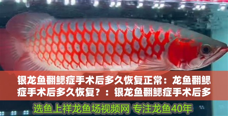 銀龍魚翻鰓癥手術后多久恢復正常：龍魚翻鰓癥手術后多久恢復？：銀龍魚翻鰓癥手術后多久能恢復