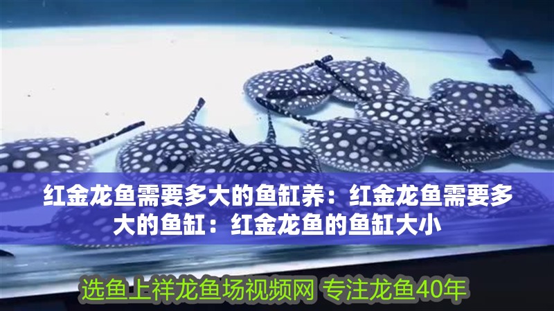 紅金龍魚需要多大的魚缸養：紅金龍魚需要多大的魚缸：紅金龍魚的魚缸大小