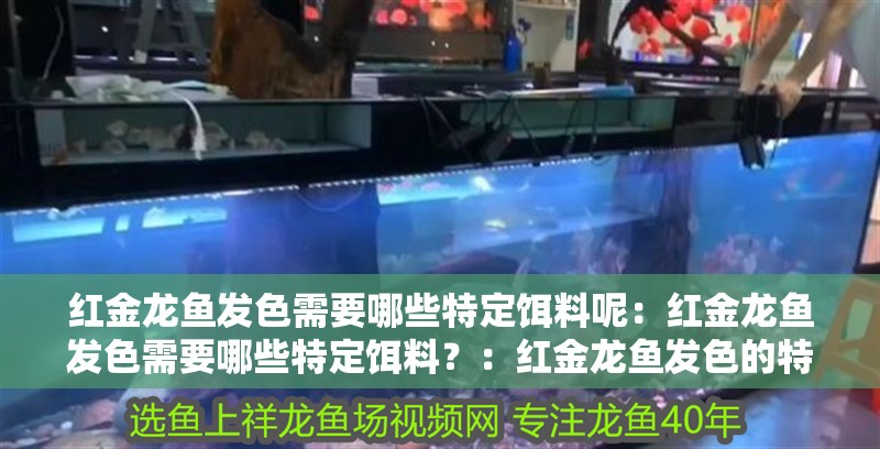 紅金龍魚發色需要哪些特定餌料呢：紅金龍魚發色需要哪些特定餌料？：紅金龍魚發色的特定餌料搭配策略，紅金龍魚的發色策略