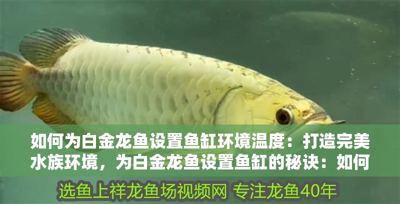 如何為白金龍魚設置魚缸環境溫度：打造完美水族環境，為白金龍魚設置魚缸的秘訣：如何為白金龍魚設置一個適合的魚缸環境