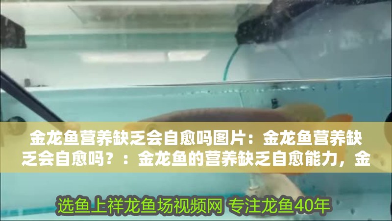 金龍魚營養缺乏會自愈嗎圖片：金龍魚營養缺乏會自愈嗎？：金龍魚的營養缺乏自愈能力，金龍魚的自愈能力會受到影響