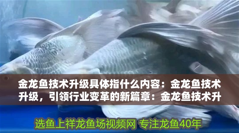 金龍魚技術升級具體指什么內容：金龍魚技術升級，引領行業變革的新篇章：金龍魚技術升級引領行業變革