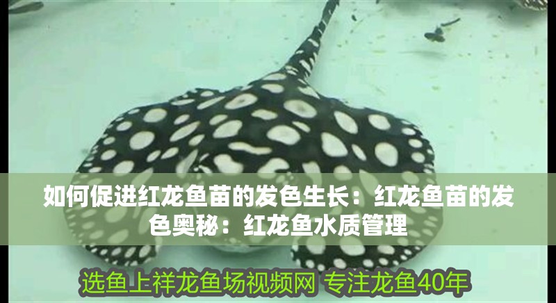如何促進(jìn)紅龍魚苗的發(fā)色生長：紅龍魚苗的發(fā)色奧秘：紅龍魚水質(zhì)管理