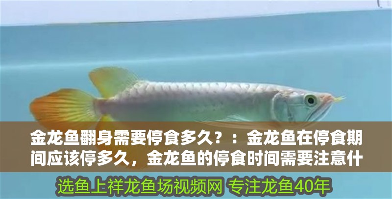 金龍魚翻身需要停食多久？：金龍魚在停食期間應該停多久，金龍魚的停食時間需要注意什么 金龍魚翻身需要停食多久？：金龍魚在停食期間應該停多久，金龍魚的停食時間需要注意什么 龍魚百科