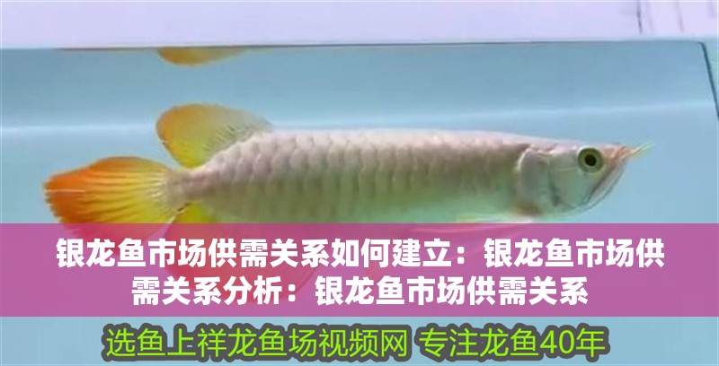 銀龍魚市場供需關系如何建立：銀龍魚市場供需關系分析：銀龍魚市場供需關系