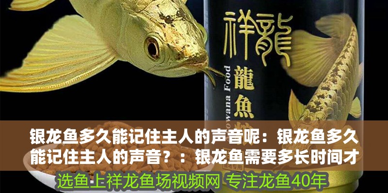 銀龍魚多久能記住主人的聲音呢：銀龍魚多久能記住主人的聲音？：銀龍魚需要多長時間才能學會識別并記住主人的聲音