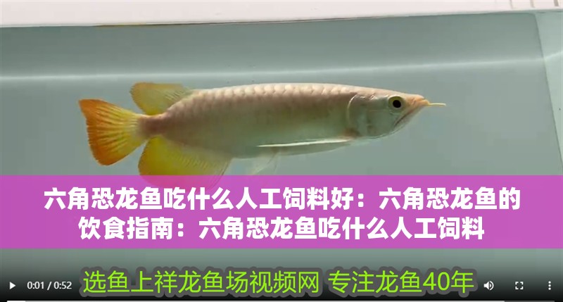 六角恐龍魚吃什么人工飼料好：六角恐龍魚的飲食指南：六角恐龍魚吃什么人工飼料