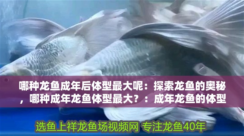 哪種龍魚成年后體型最大呢：探索龍魚的奧秘，哪種成年龍魚體型最大？：成年龍魚的體型特征