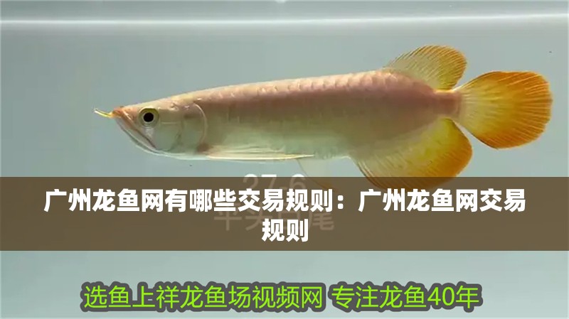 廣州龍魚網(wǎng)有哪些交易規(guī)則：廣州龍魚網(wǎng)交易規(guī)則