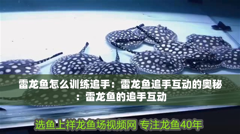 雷龍魚怎么訓練追手：雷龍魚追手互動的奧秘：雷龍魚的追手互動 雷龍魚怎么訓練追手：雷龍魚追手互動的奧秘：雷龍魚的追手互動 水族問答