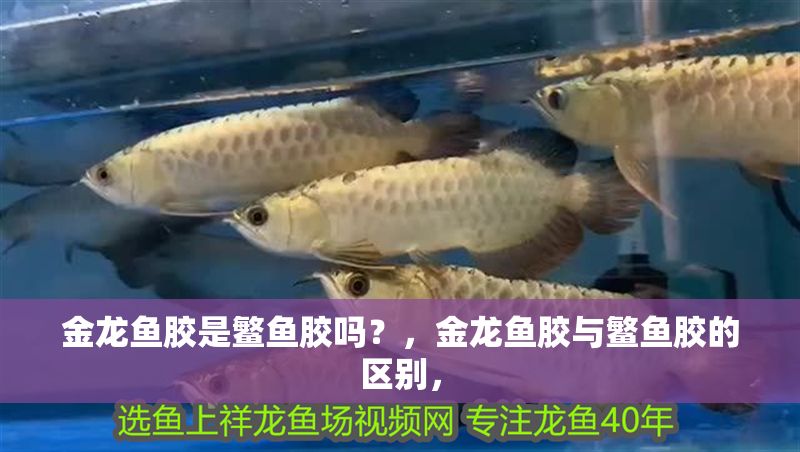 金龍魚膠是鳘魚膠嗎？，金龍魚膠與鳘魚膠的區別，