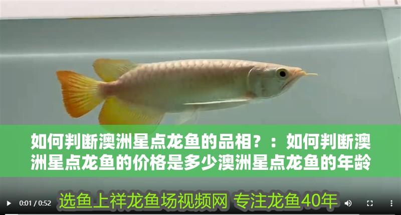 如何判斷澳洲星點龍魚的品相？：如何判斷澳洲星點龍魚的價格是多少澳洲星點龍魚的年齡