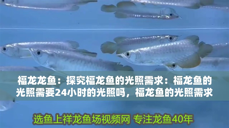 福龍龍魚：探究福龍魚的光照需求：福龍魚的光照需要24小時的光照嗎，福龍魚的光照需求