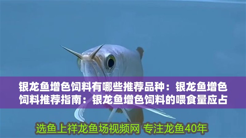 銀龍魚增色飼料有哪些推薦品種：銀龍魚增色飼料推薦指南：銀龍魚增色飼料的喂食量應占銀龍魚的10%-