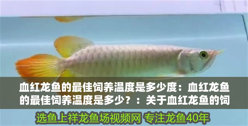 血紅龍魚的最佳飼養(yǎng)溫度是多少度：血紅龍魚的最佳飼養(yǎng)溫度是多少？：關于血紅龍魚的飼養(yǎng)，你了解多少？