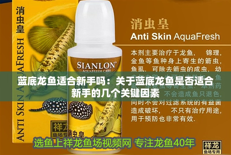 藍(lán)底龍魚適合新手嗎：關(guān)于藍(lán)底龍魚是否適合新手的幾個(gè)關(guān)鍵因素