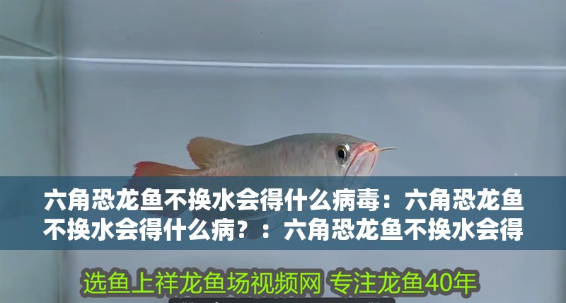 六角恐龍魚不換水會得什么病毒：六角恐龍魚不換水會得什么病？：六角恐龍魚不換水會得什么病