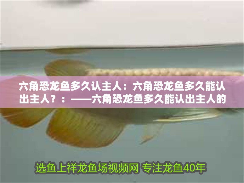 六角恐龍魚多久認主人：六角恐龍魚多久能認出主人？：——六角恐龍魚多久能認出主人的問題