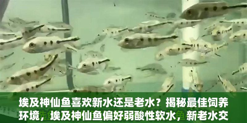 埃及神仙魚喜歡新水還是老水？揭秘最佳飼養環境，埃及神仙魚偏好弱酸性軟水，新老水交替更利于健康！