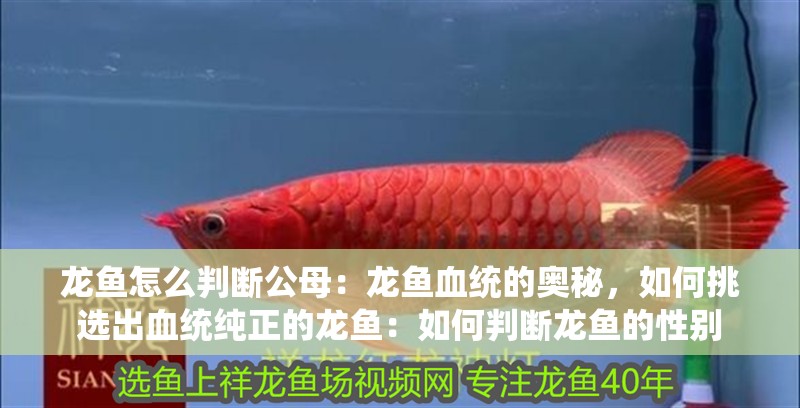 龍魚怎么判斷公母：龍魚血統的奧秘，如何挑選出血統純正的龍魚：如何判斷龍魚的性別