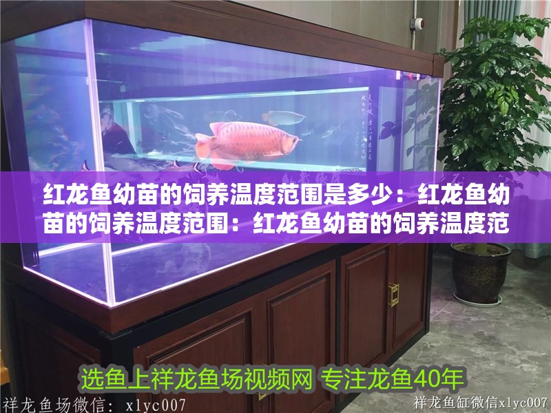 紅龍魚幼苗的飼養溫度范圍是多少：紅龍魚幼苗的飼養溫度范圍：紅龍魚幼苗的飼養溫度范圍
