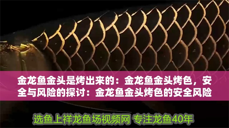 金龍魚金頭是烤出來的：金龍魚金頭烤色，安全與風(fēng)險的探討：金龍魚金頭烤色的安全風(fēng)險和健康問題金龍魚金頭烤色的基本原理