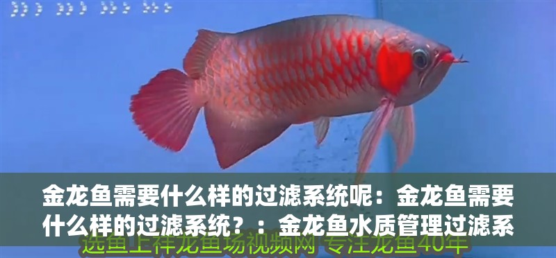 金龍魚需要什么樣的過濾系統呢：金龍魚需要什么樣的過濾系統？：金龍魚水質管理過濾系統是確保其健康和健康和生長環境至關重要