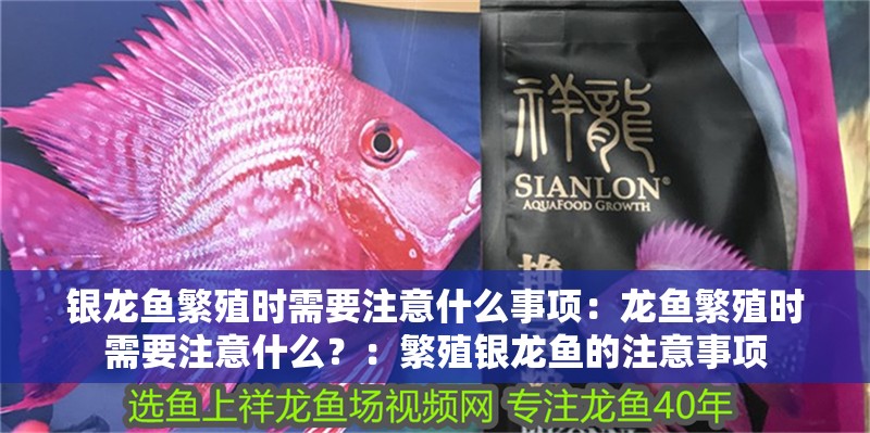 銀龍魚繁殖時需要注意什么事項：龍魚繁殖時需要注意什么？：繁殖銀龍魚的注意事項