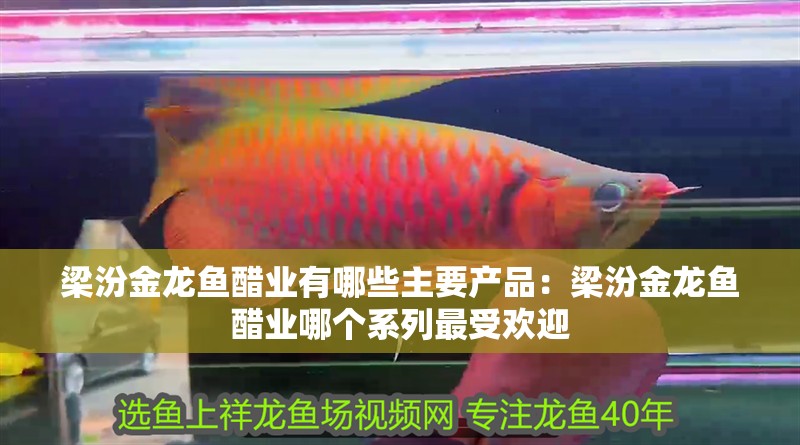 梁汾金龍魚醋業有哪些主要產品：梁汾金龍魚醋業哪個系列最受歡迎