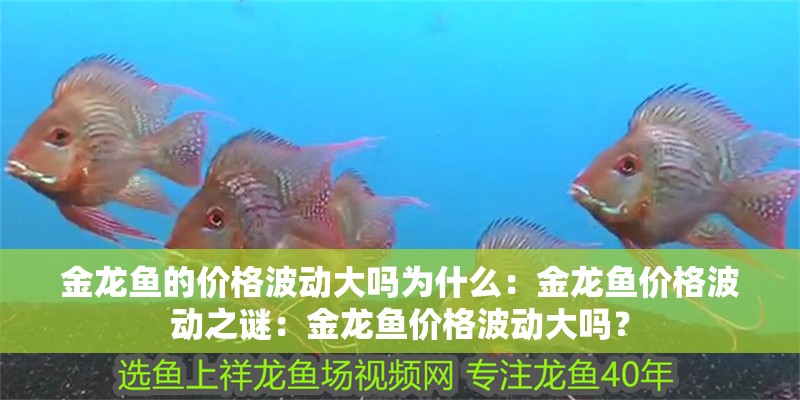 金龍魚的價格波動大嗎為什么：金龍魚價格波動之謎：金龍魚價格波動大嗎？