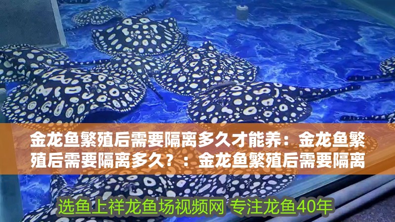 金龍魚繁殖后需要隔離多久才能養：金龍魚繁殖后需要隔離多久？：金龍魚繁殖后需要隔離多久