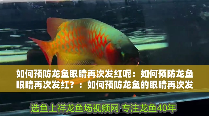 如何預防龍魚眼睛再次發紅呢：如何預防龍魚眼睛再次發紅？：如何預防龍魚的眼睛再次發紅