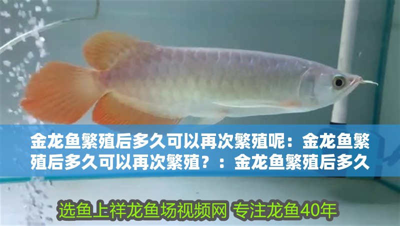 金龍魚繁殖后多久可以再次繁殖呢：金龍魚繁殖后多久可以再次繁殖？：金龍魚繁殖后多久可以再次繁殖