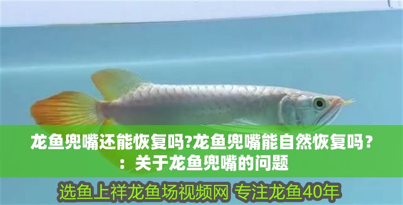 龍魚兜嘴還能恢復嗎?龍魚兜嘴能自然恢復嗎？：關于龍魚兜嘴的問題