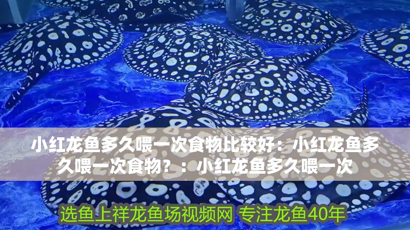 小紅龍魚多久喂一次食物比較好：小紅龍魚多久喂一次食物？：小紅龍魚多久喂一次