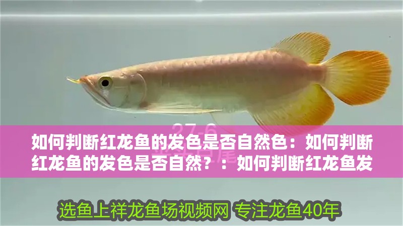 如何判斷紅龍魚的發色是否自然色：如何判斷紅龍魚的發色是否自然？：如何判斷紅龍魚發色是否自然
