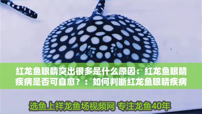 紅龍魚眼睛突出很多是什么原因：紅龍魚眼睛疾病是否可自愈？：如何判斷紅龍魚眼睛疾病是否需要治療