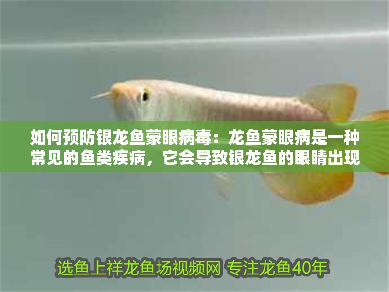 如何預(yù)防銀龍魚蒙眼病毒：龍魚蒙眼病是一種常見的魚類疾病，它會導(dǎo)致銀龍魚的眼睛出現(xiàn)紅腫、流淚甚至失明。為了預(yù)防銀龍魚蒙眼病，我們需要從以下幾個方面入手：如何預(yù)防銀龍魚蒙眼病