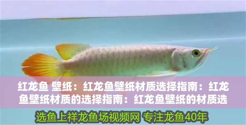 紅龍魚 壁紙：紅龍魚壁紙材質(zhì)選擇指南：紅龍魚壁紙材質(zhì)的選擇指南：紅龍魚壁紙的材質(zhì)選擇指南